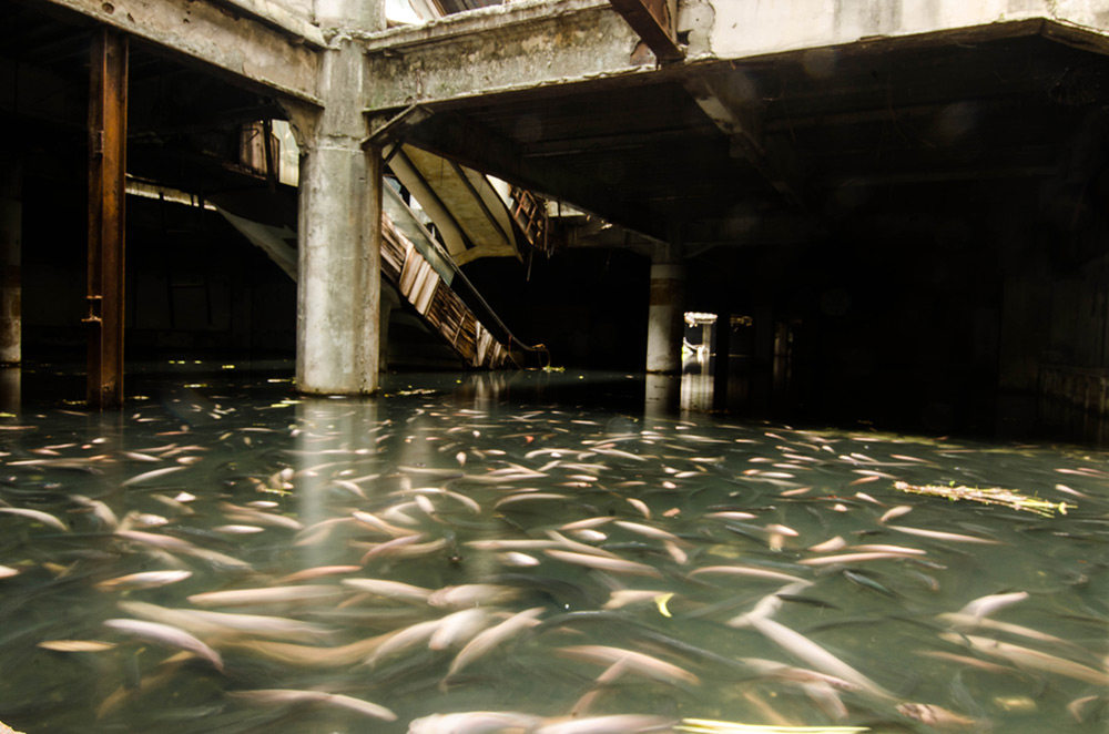 Bangkok Shopping Mall Fish 03