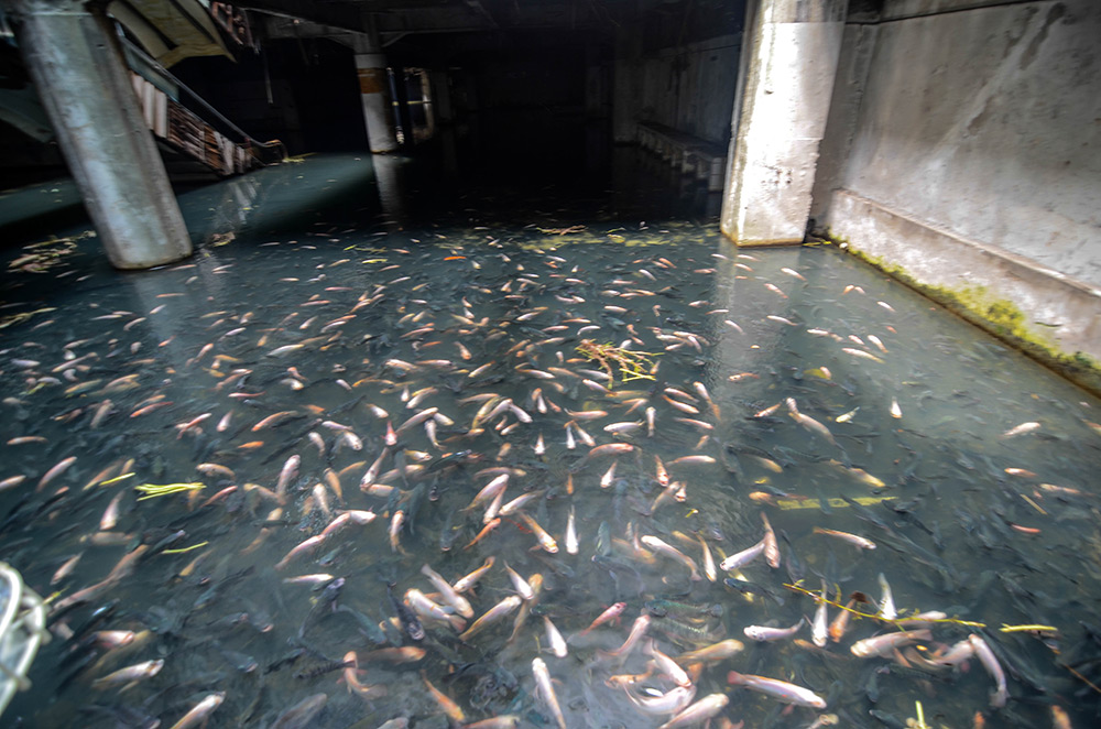 Bangkok Shopping Mall Fish 04