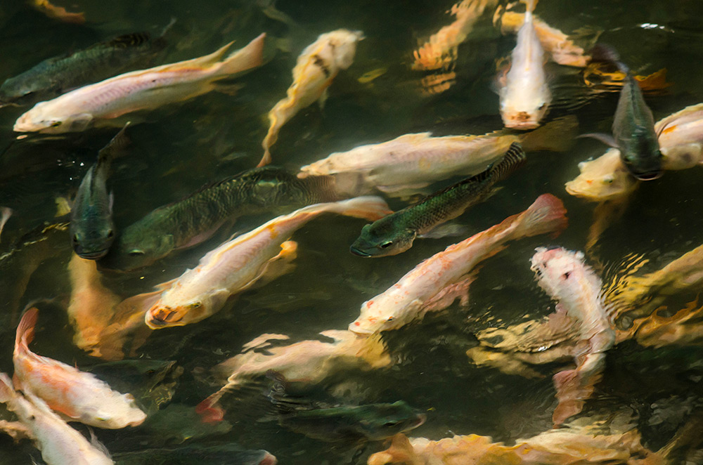 Bangkok Shopping Mall Fish 07