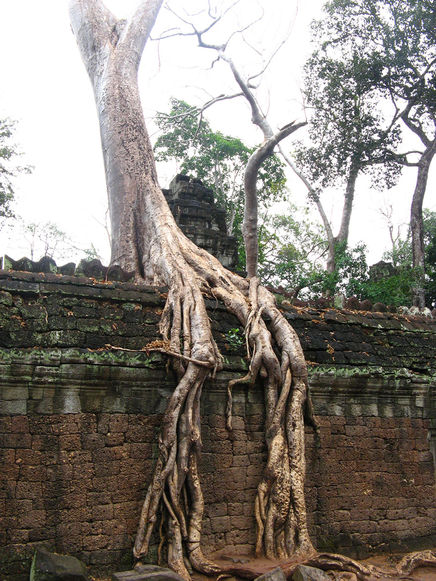 tree-roots-concrete-pavement-15