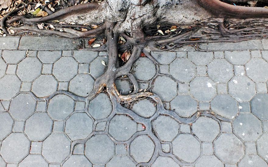tree-roots-concrete-pavement-2