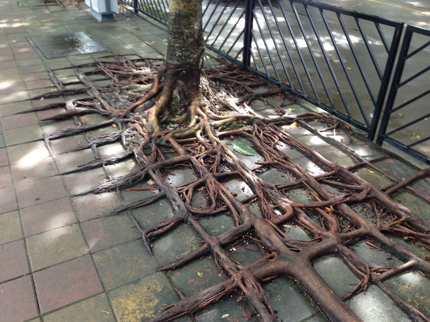 tree-roots-concrete-pavement-4
