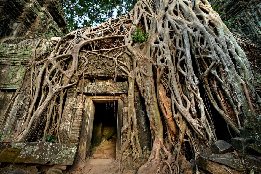 tree-roots-concrete-pavement-5
