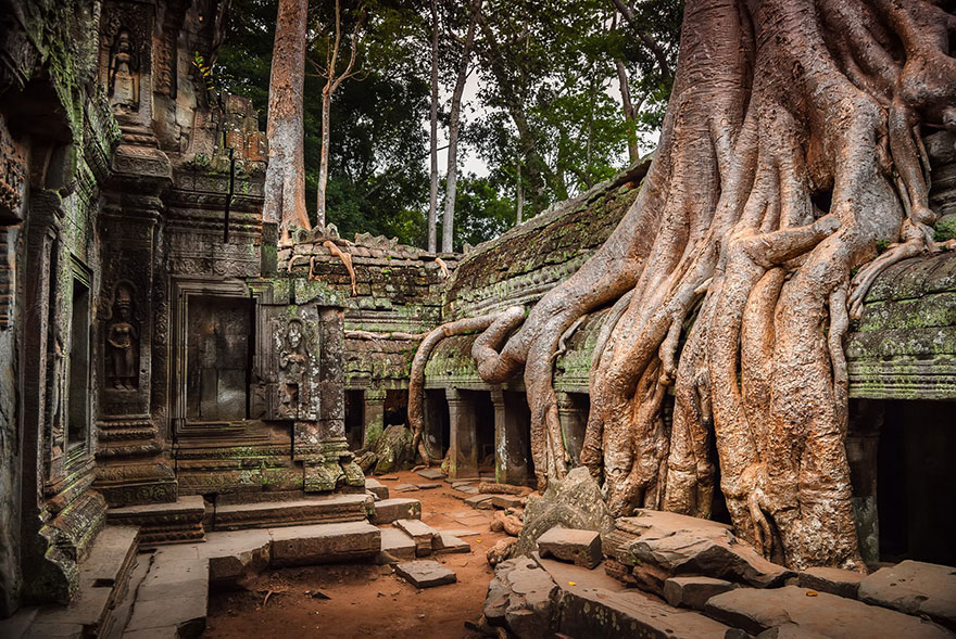 tree-roots-concrete-pavement-7