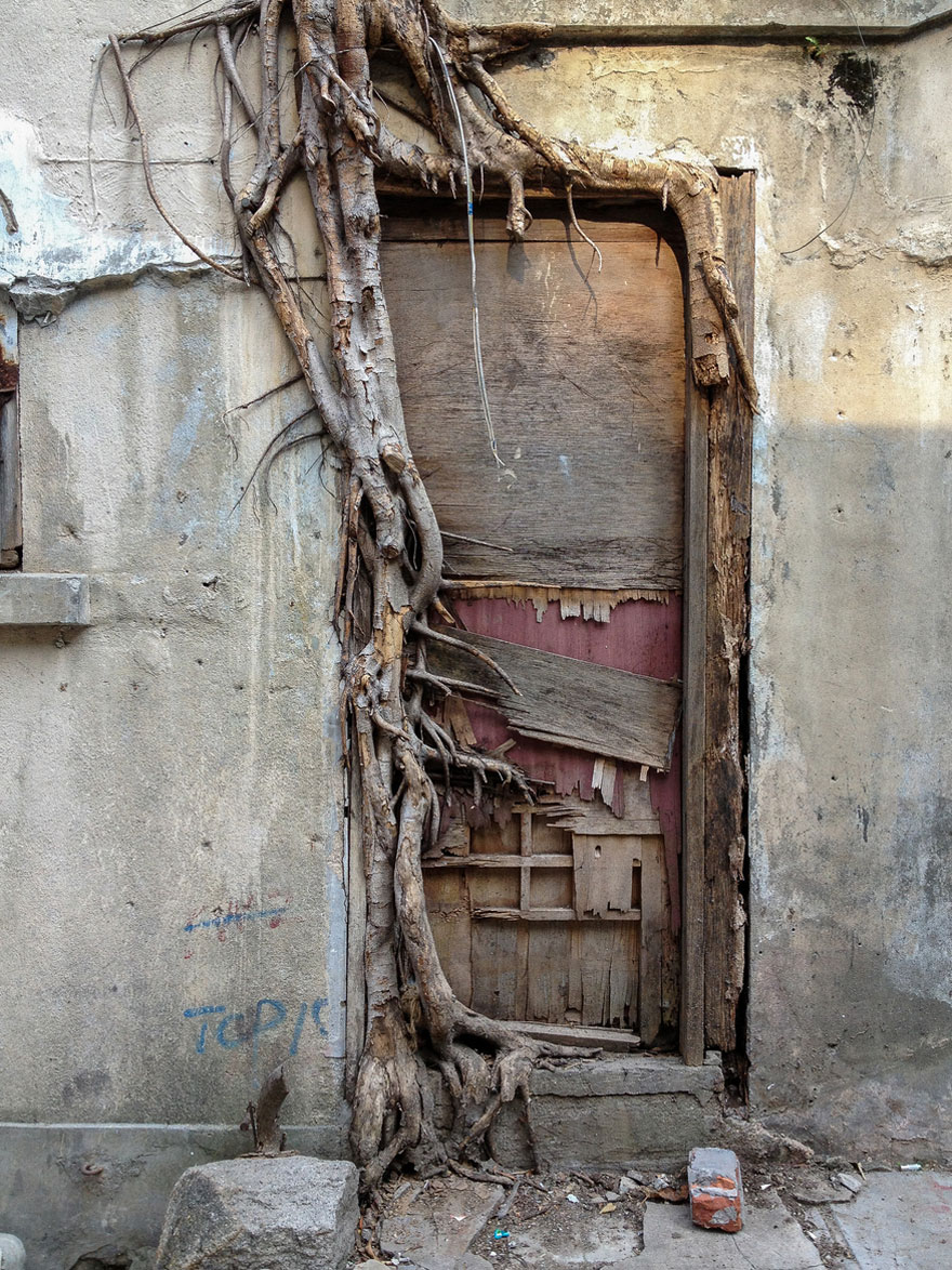 tree-roots-concrete-pavement-9