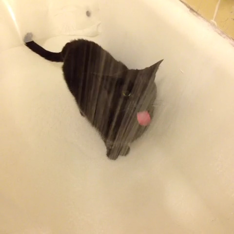 коты, которые любят воду