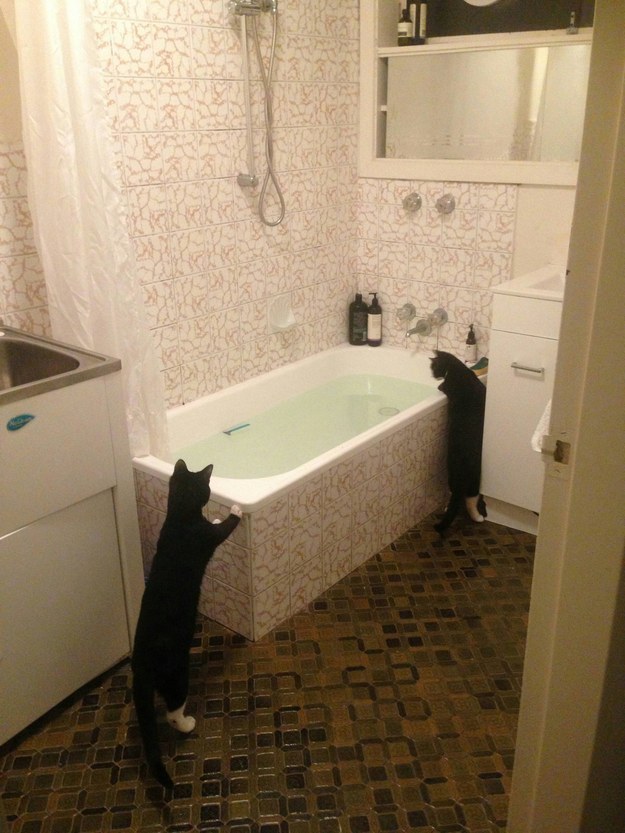 cats-love-water-10