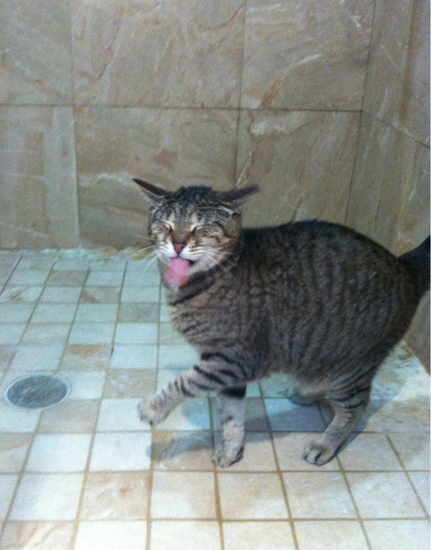 cats-love-water-12