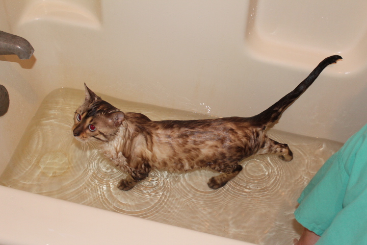 cats-love-water-14