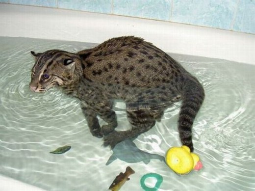 cats-love-water-15