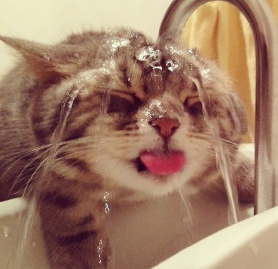 cats-love-water-17