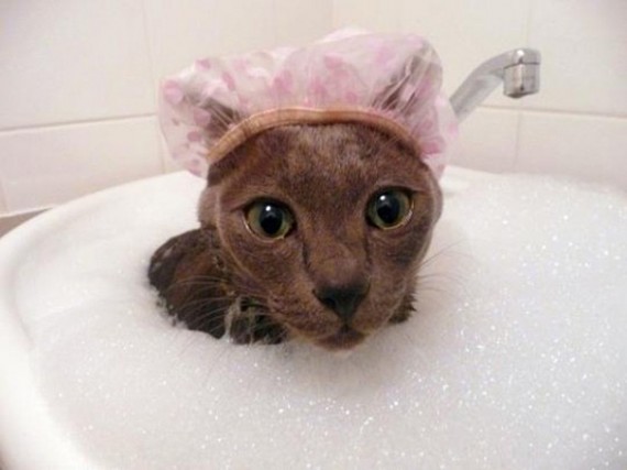 cats-love-water-18