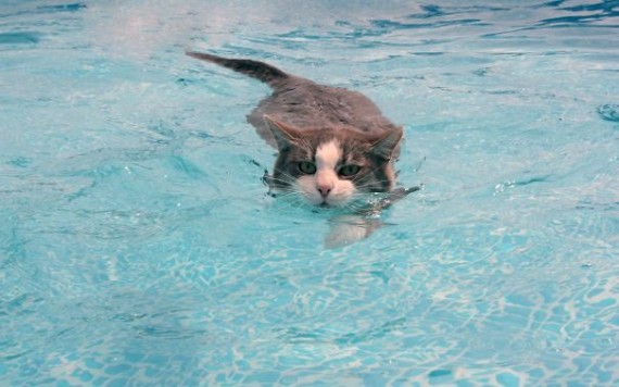cats-love-water-19