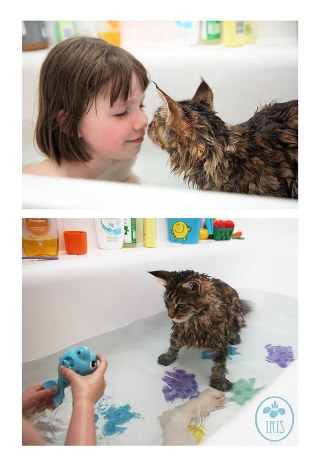 коты, которые любят воду