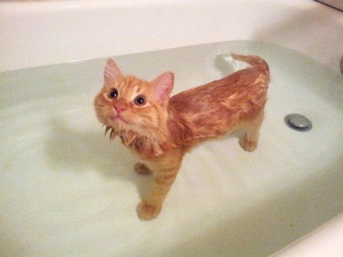 cats-love-water-4