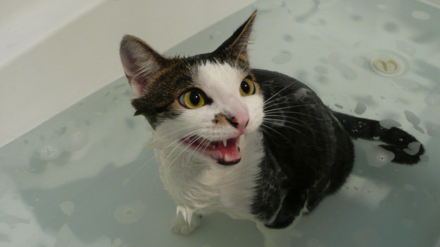 cats-love-water-5