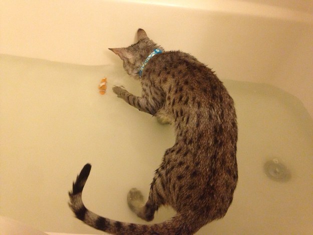 коты, которые любят воду