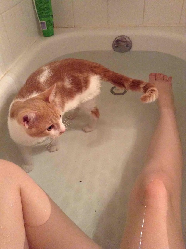 коты, которые любят воду