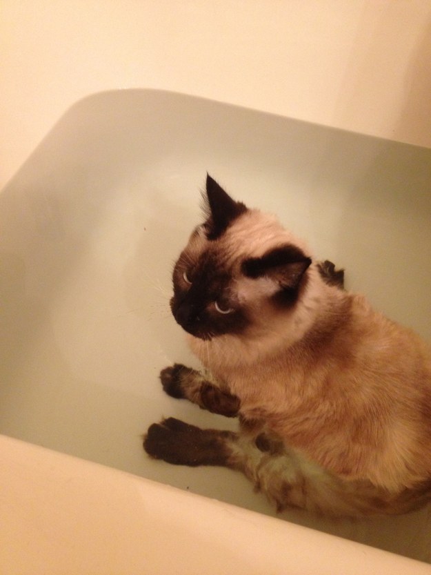 cats-love-water-9